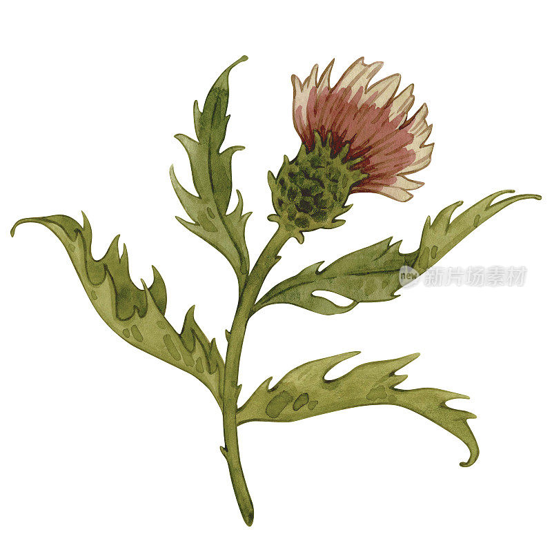 Vintage watercolor pink thistle, wild flowers hand drawn illustration. Meadow herbs isolated on white background.